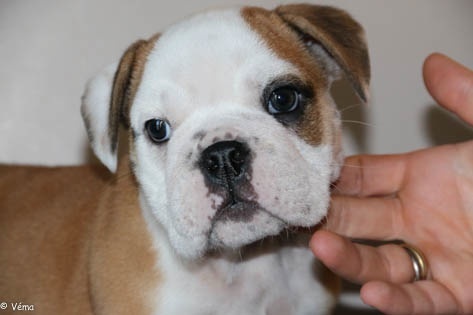 chiot Bulldog Anglais Calabull